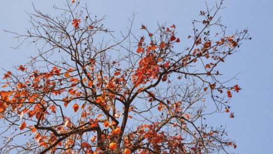 apricot tree ready to harvest